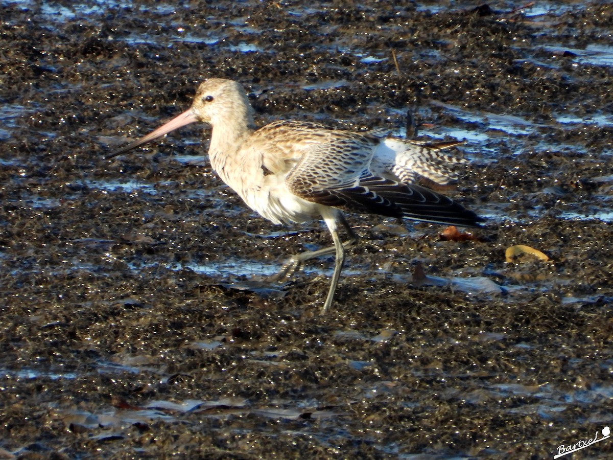 Barge rousse - ML646842500