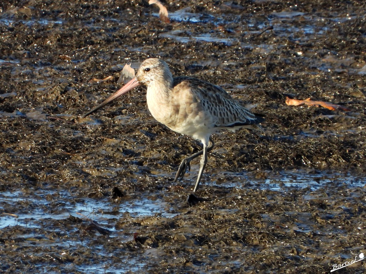 Barge rousse - ML646842501