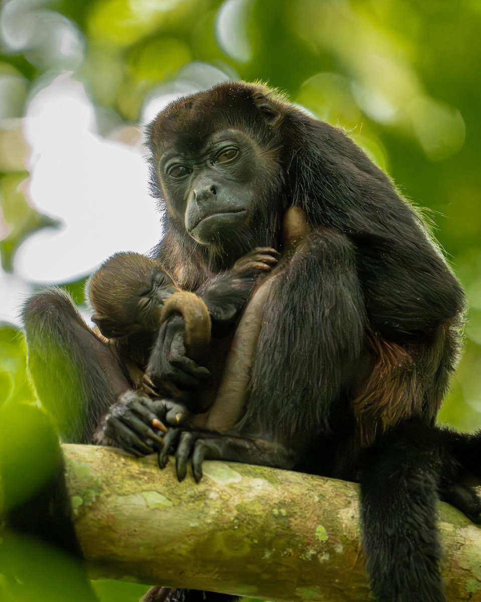 Howler Monkeys - ML646842503