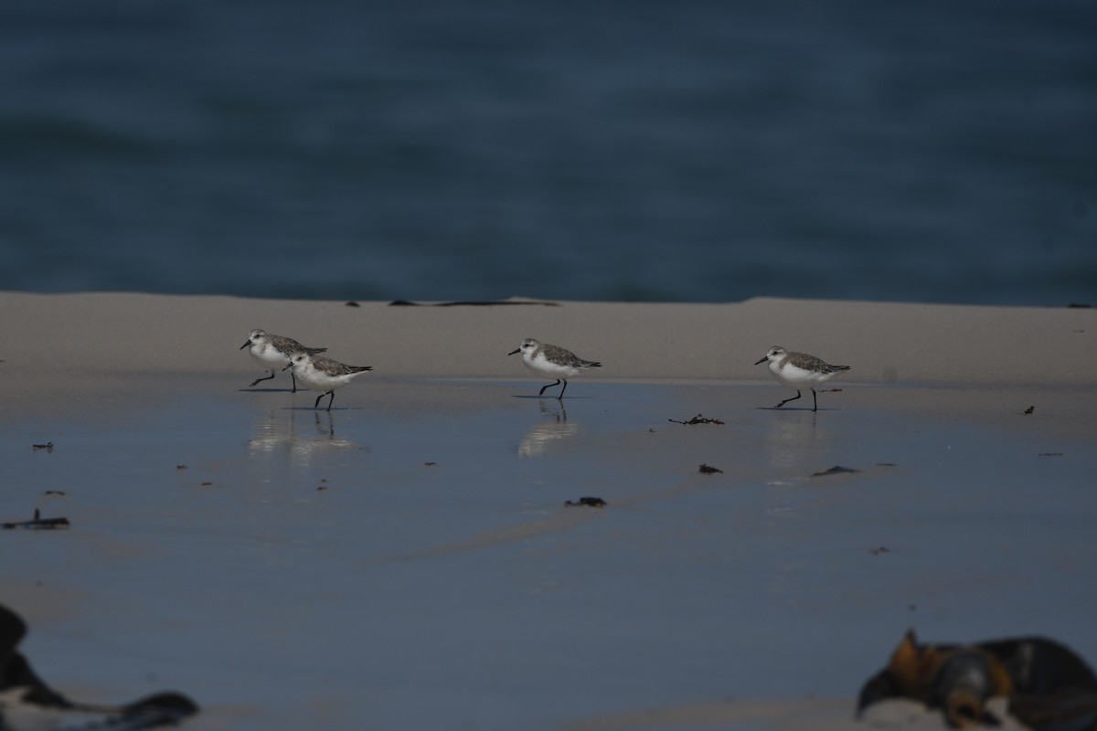 Sanderling - ML646842504