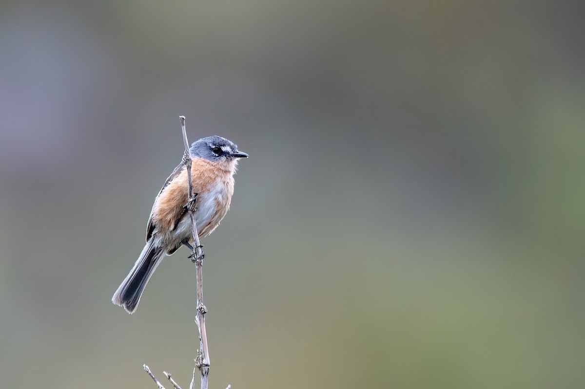 Gray-backed Tachuri - ML646842505