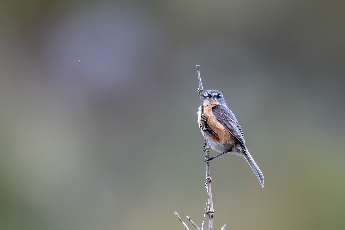 Gray-backed Tachuri - ML646842506
