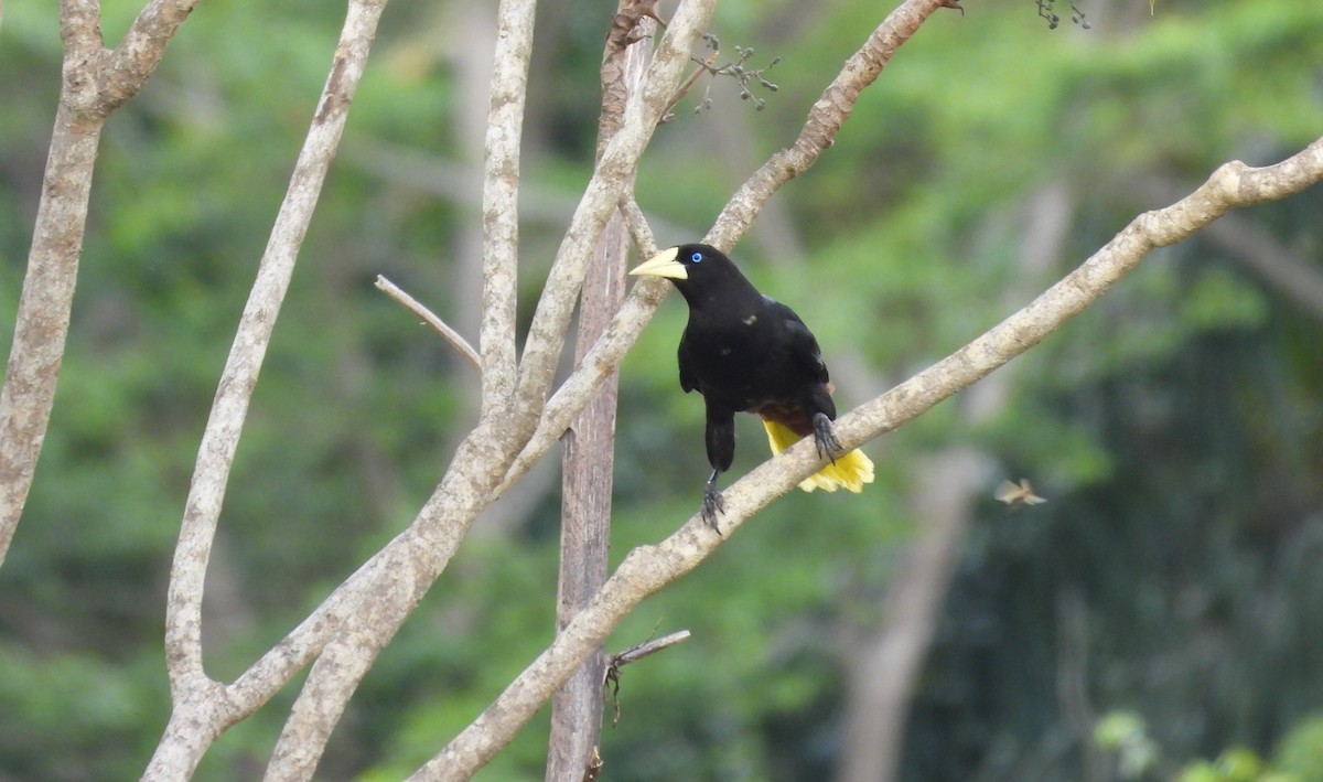 Crested Oropendola - ML646842507