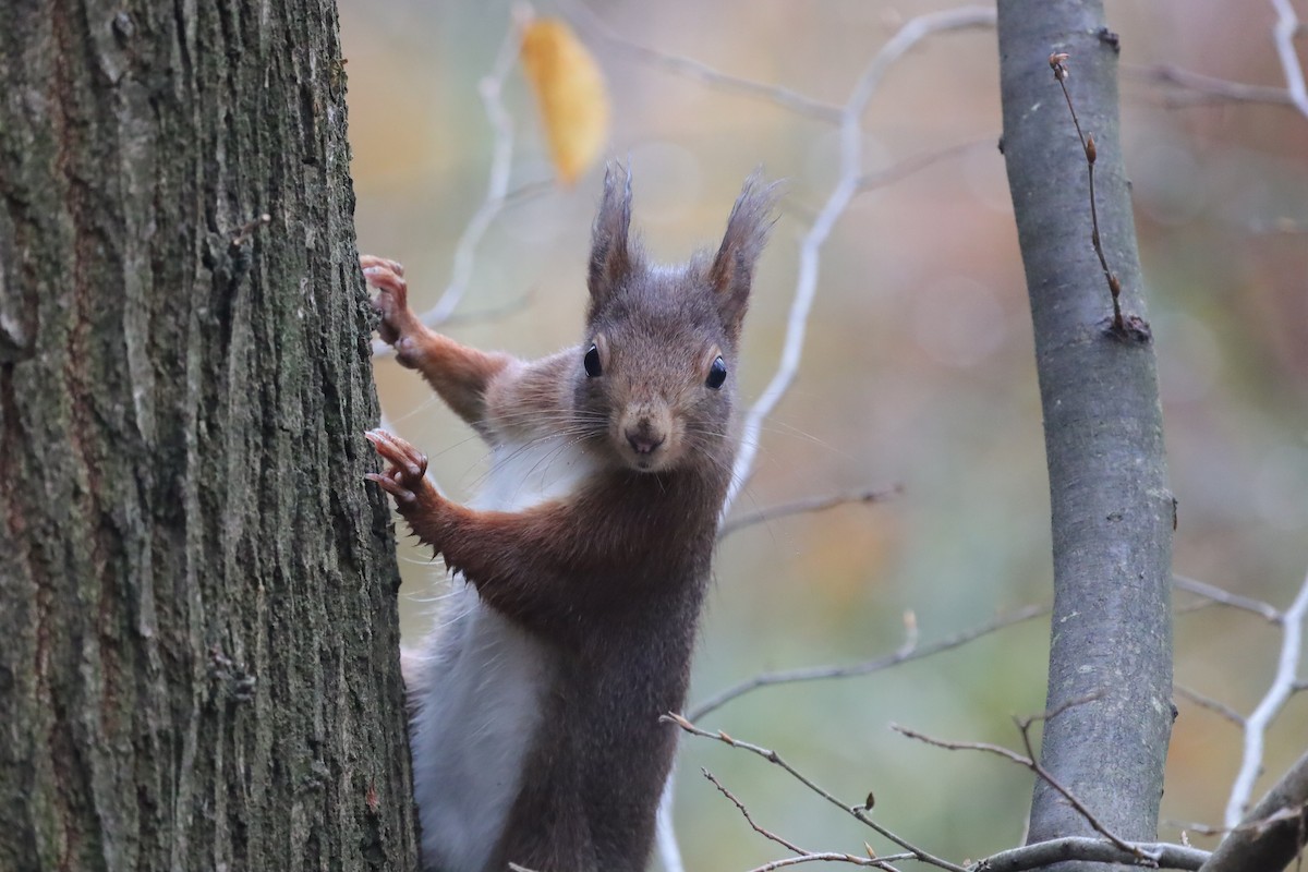 Ardilla Roja - ML646842508