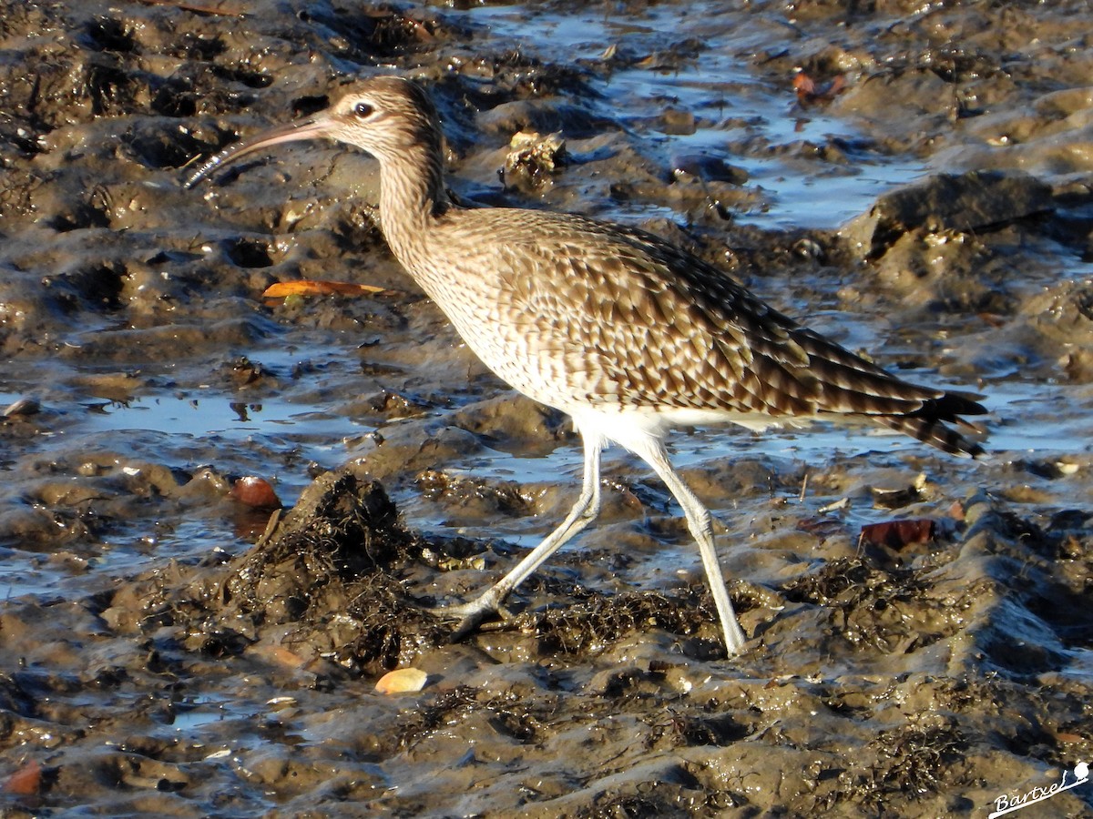 中杓鷸 - ML646842509