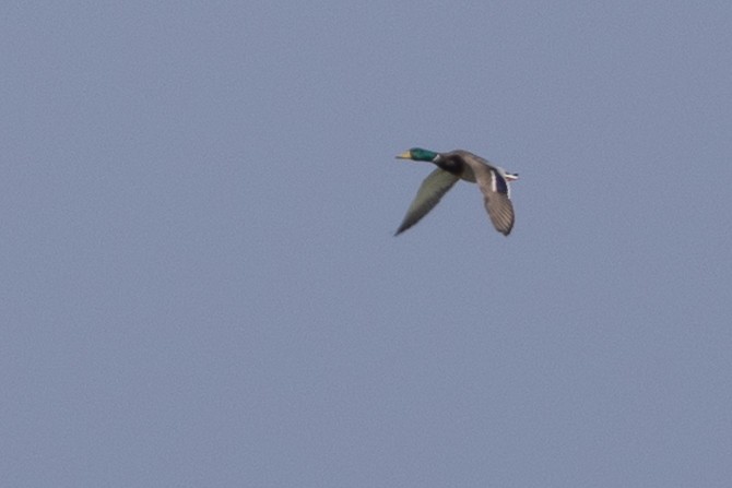 Basahatea - ML646842510