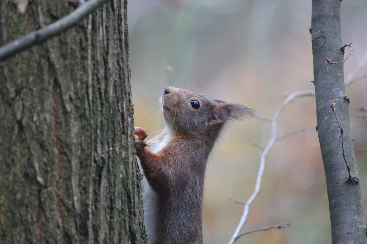 Ardilla Roja - ML646842511