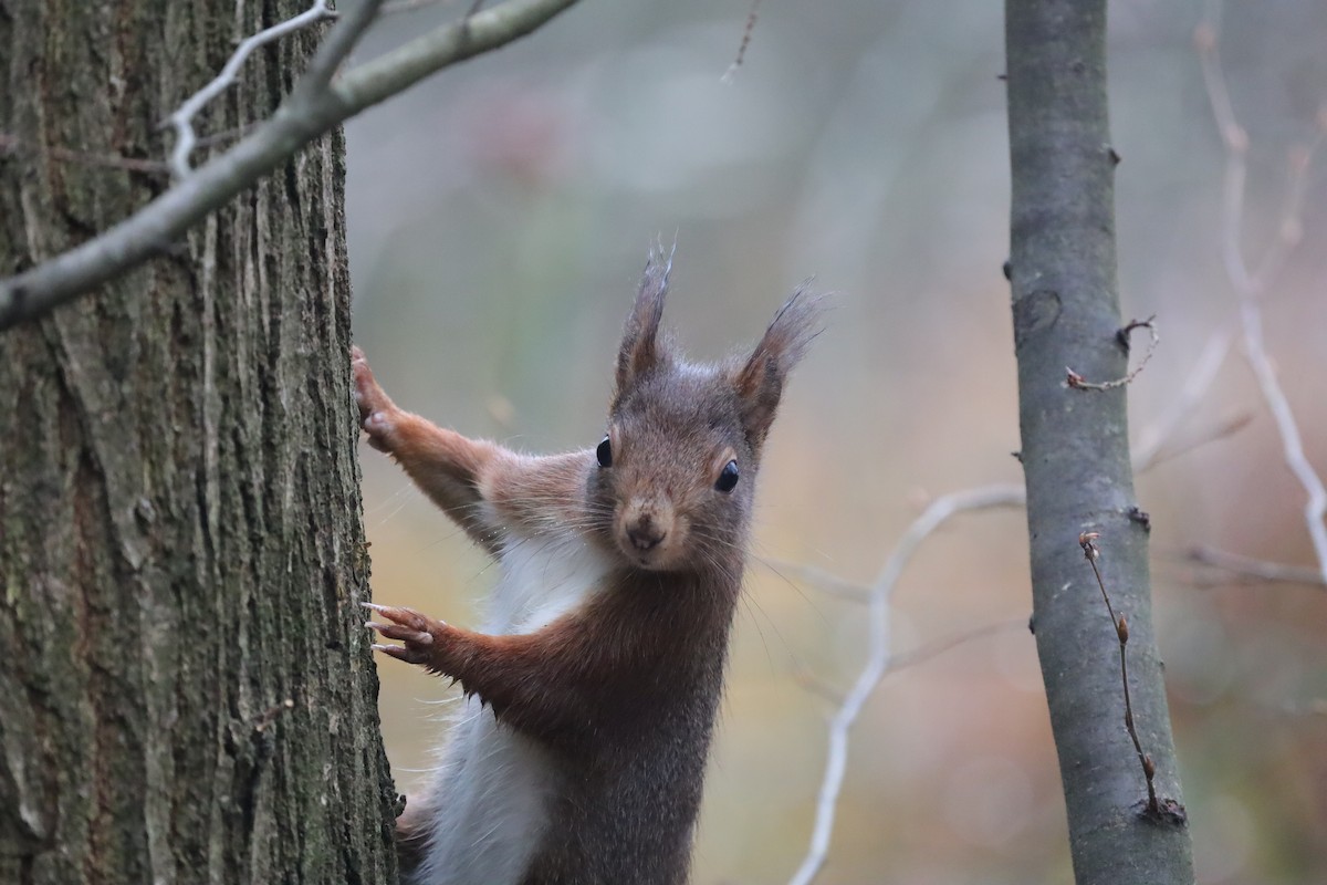 Ardilla Roja - ML646842514