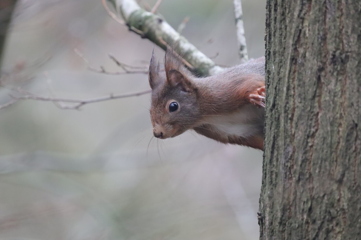 Ardilla Roja - ML646842515