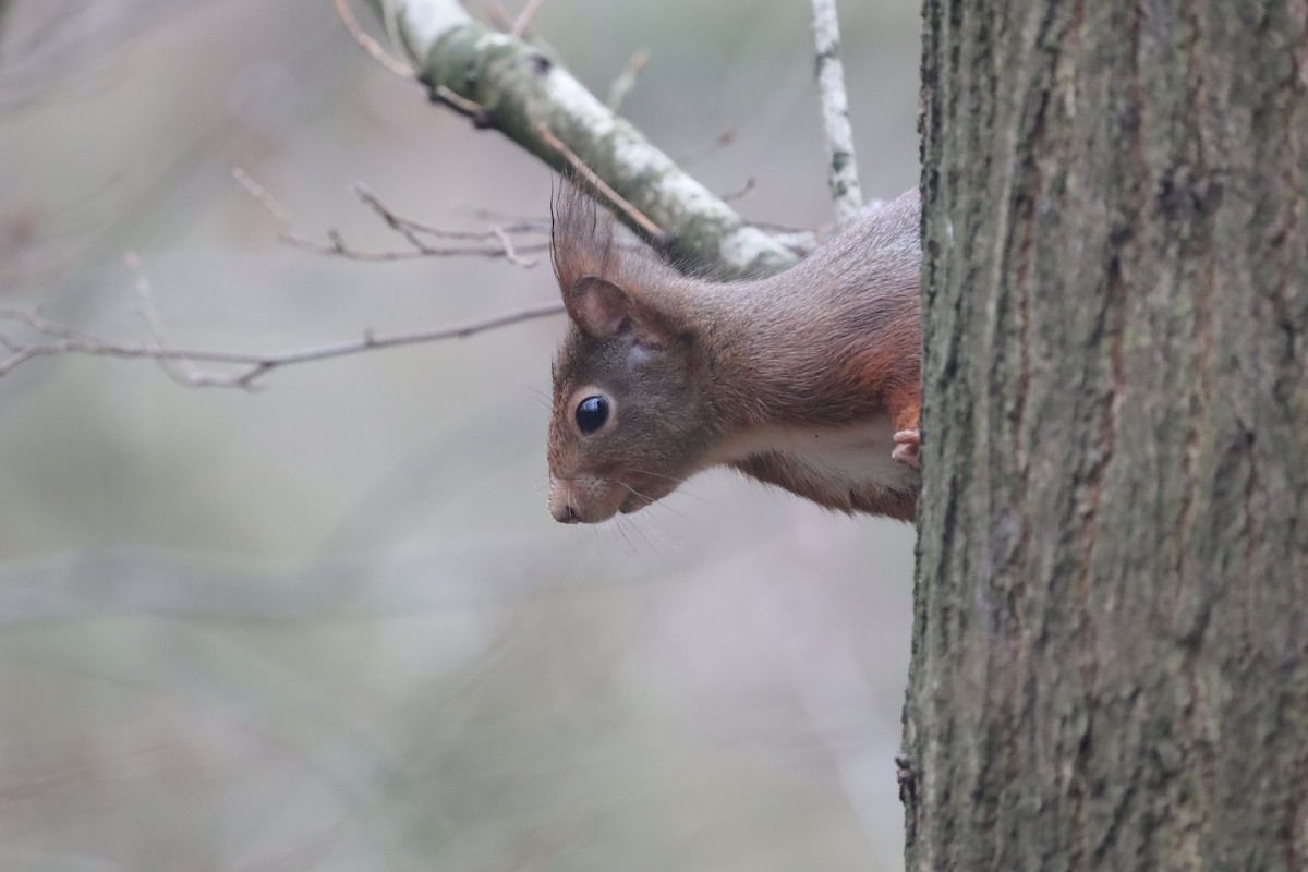 Ardilla Roja - ML646842516