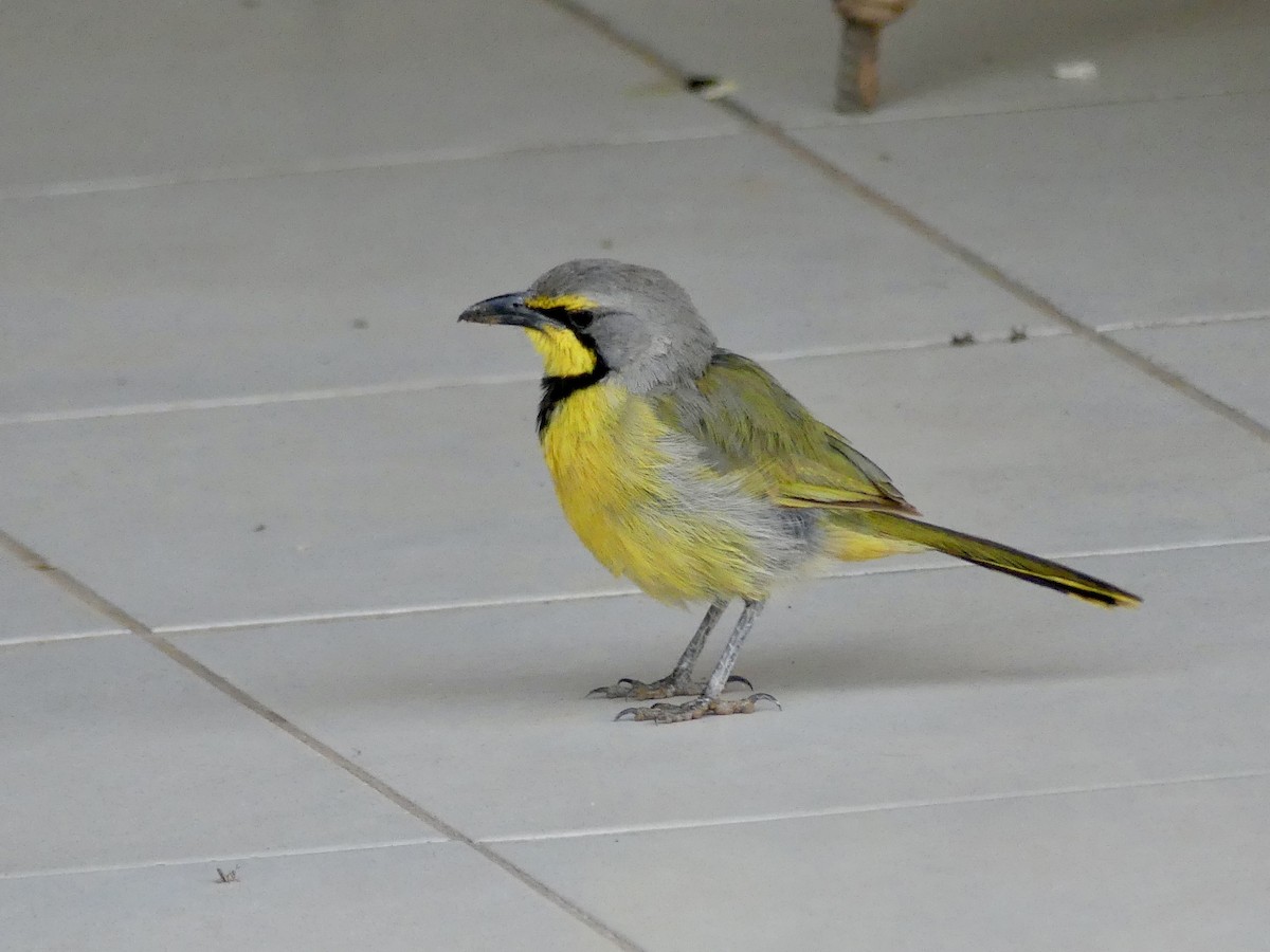 Gonolek bacbakiri - ML646842517