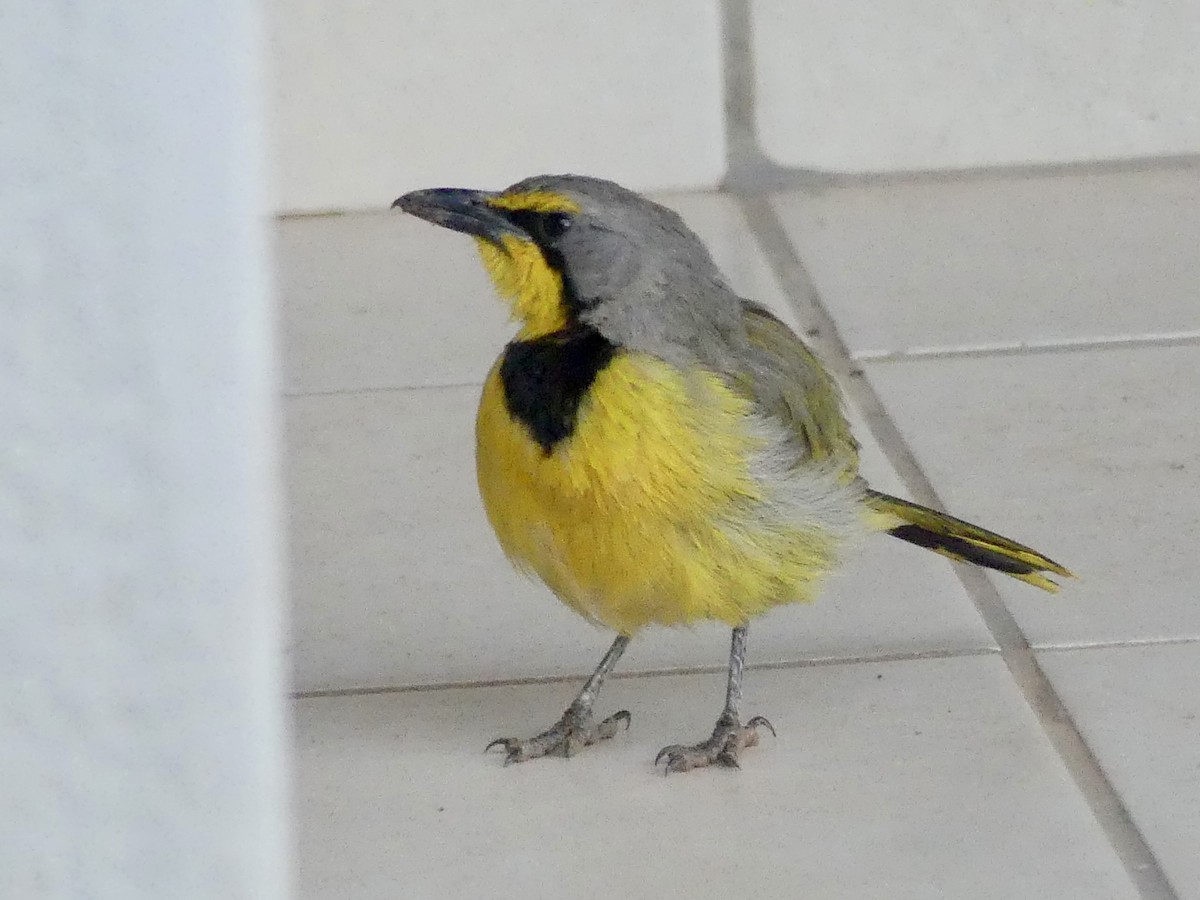 Gonolek bacbakiri - ML646842518