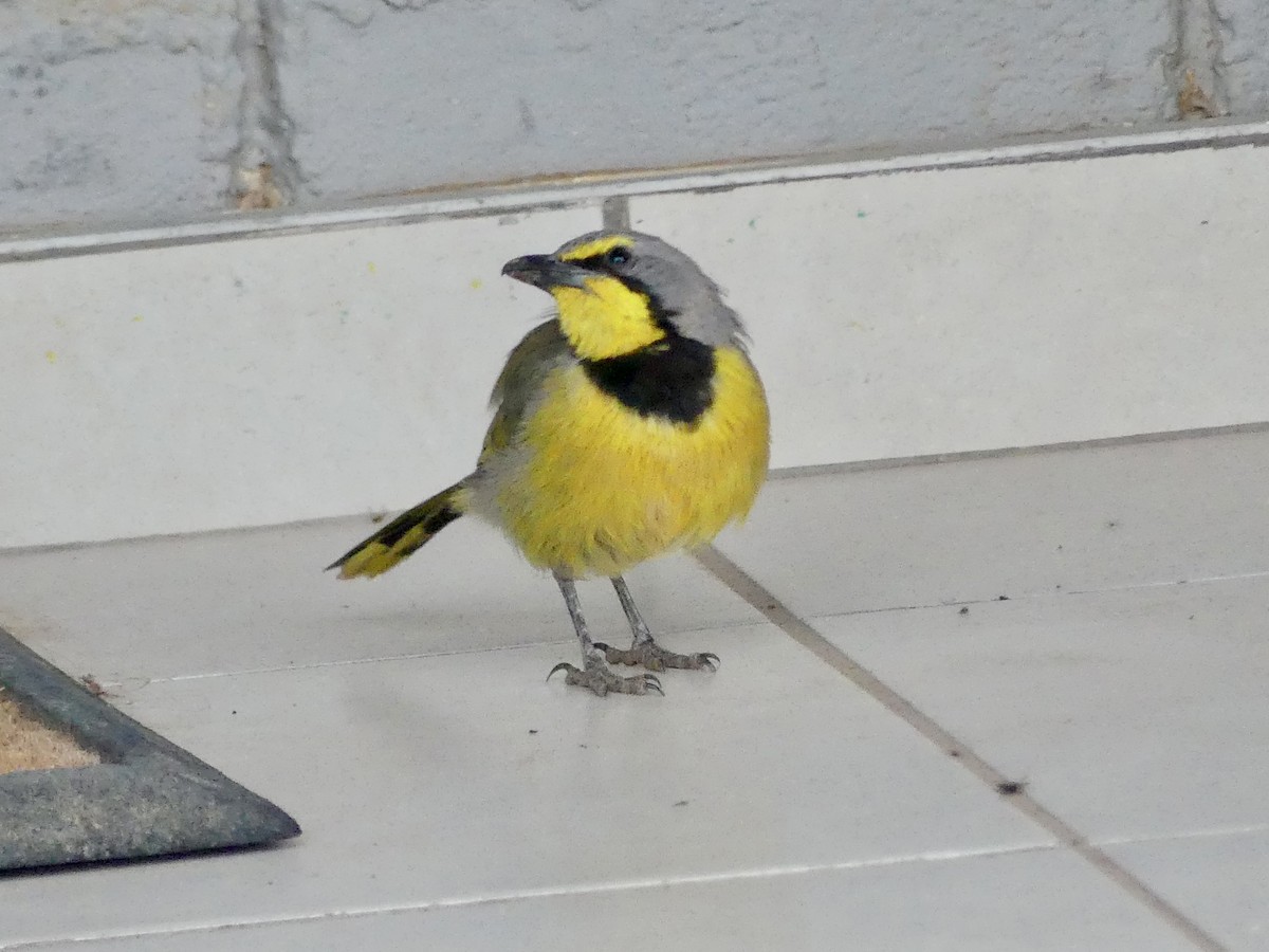 Gonolek bacbakiri - ML646842519