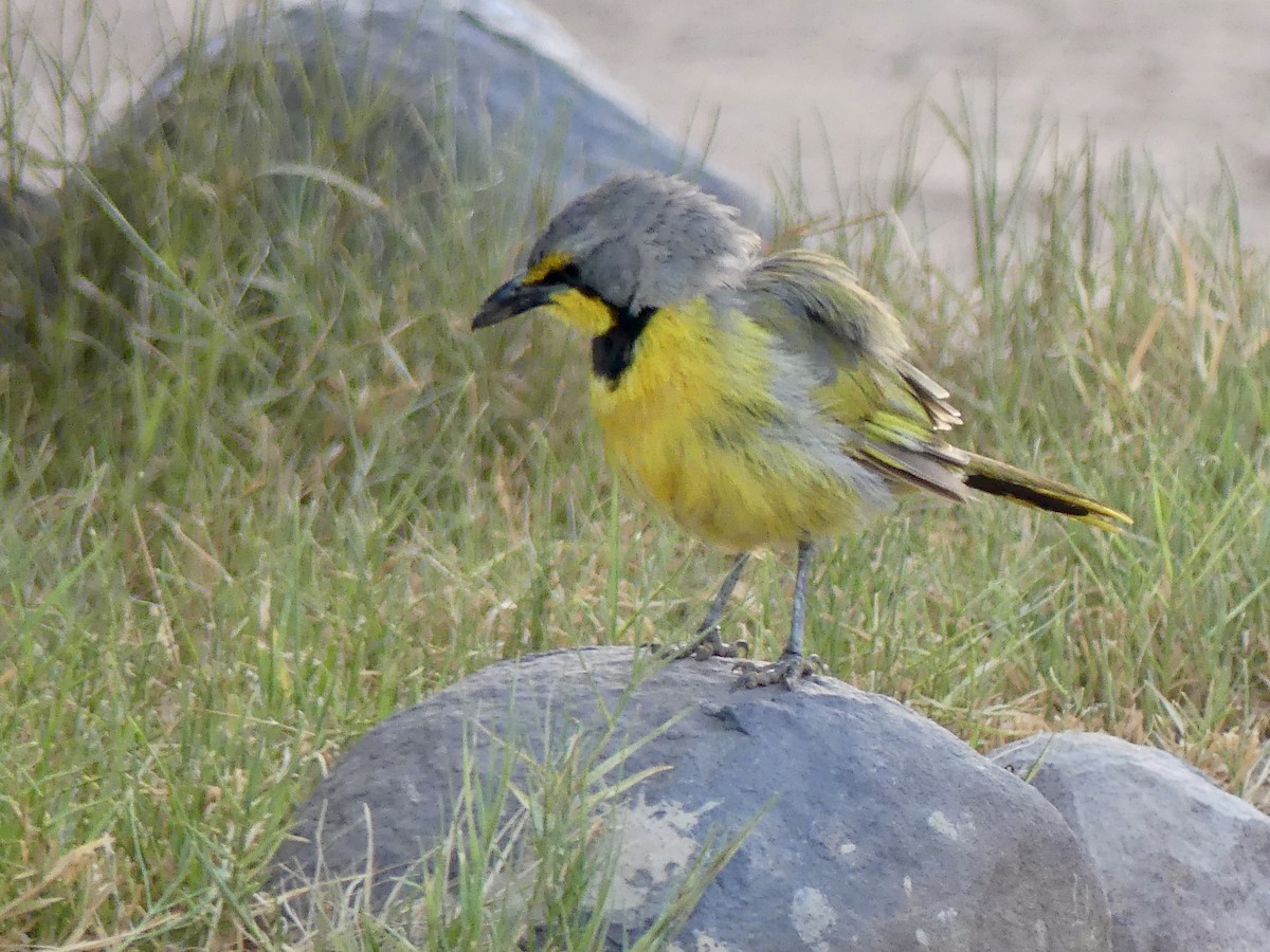 Gonolek bacbakiri - ML646842520