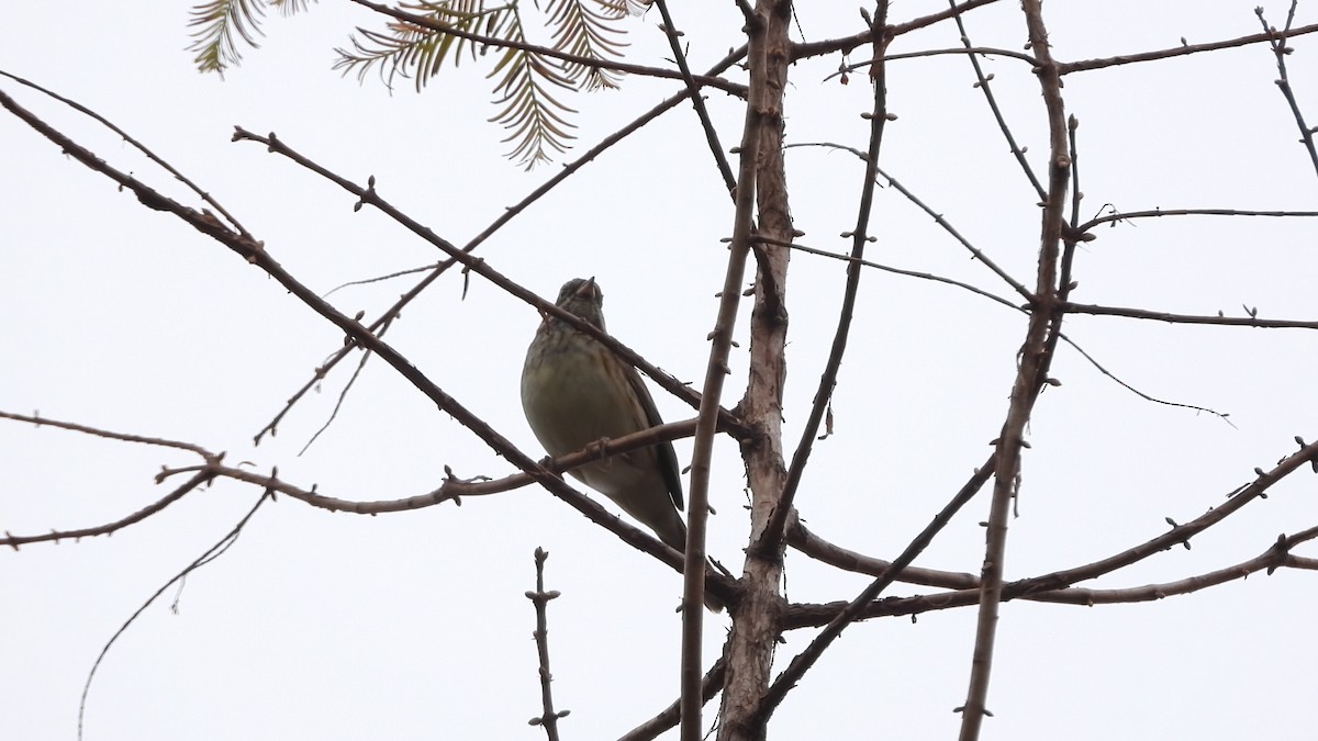 Хөх түрүүт хөмрөг - ML646842521