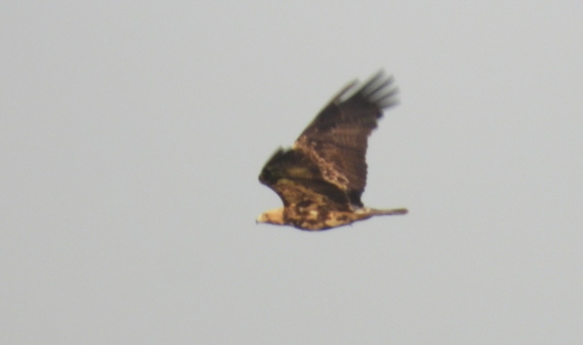 Águila Imperial Oriental - ML646842522