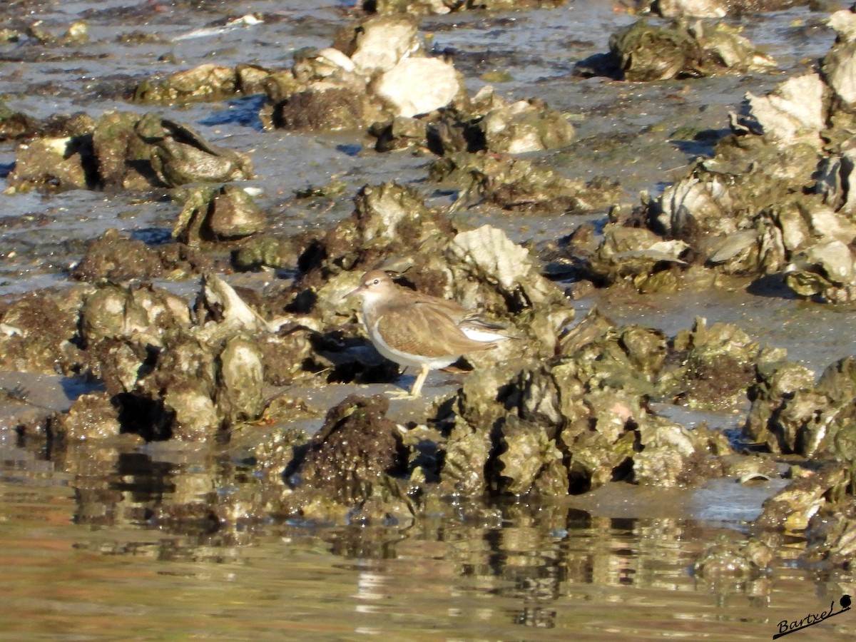 磯鷸 - ML646842523