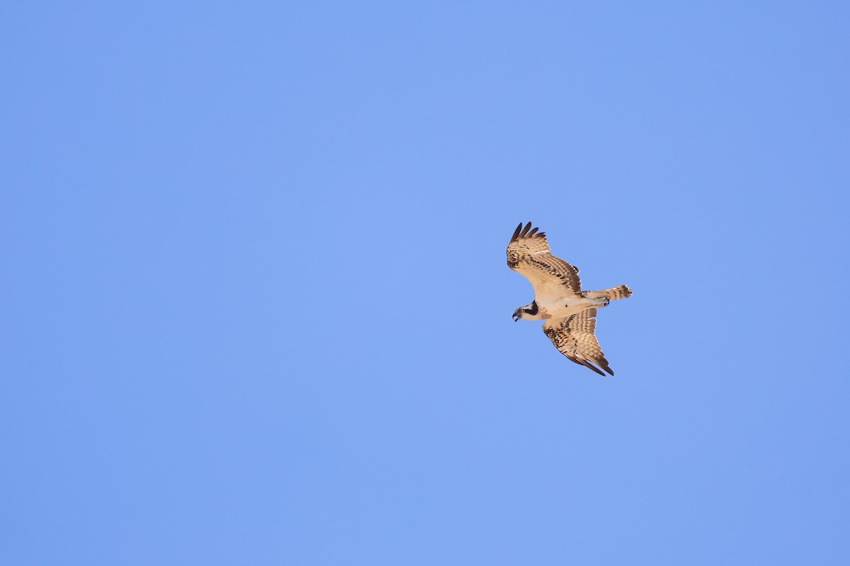 Arrano arrantzalea - ML646842524