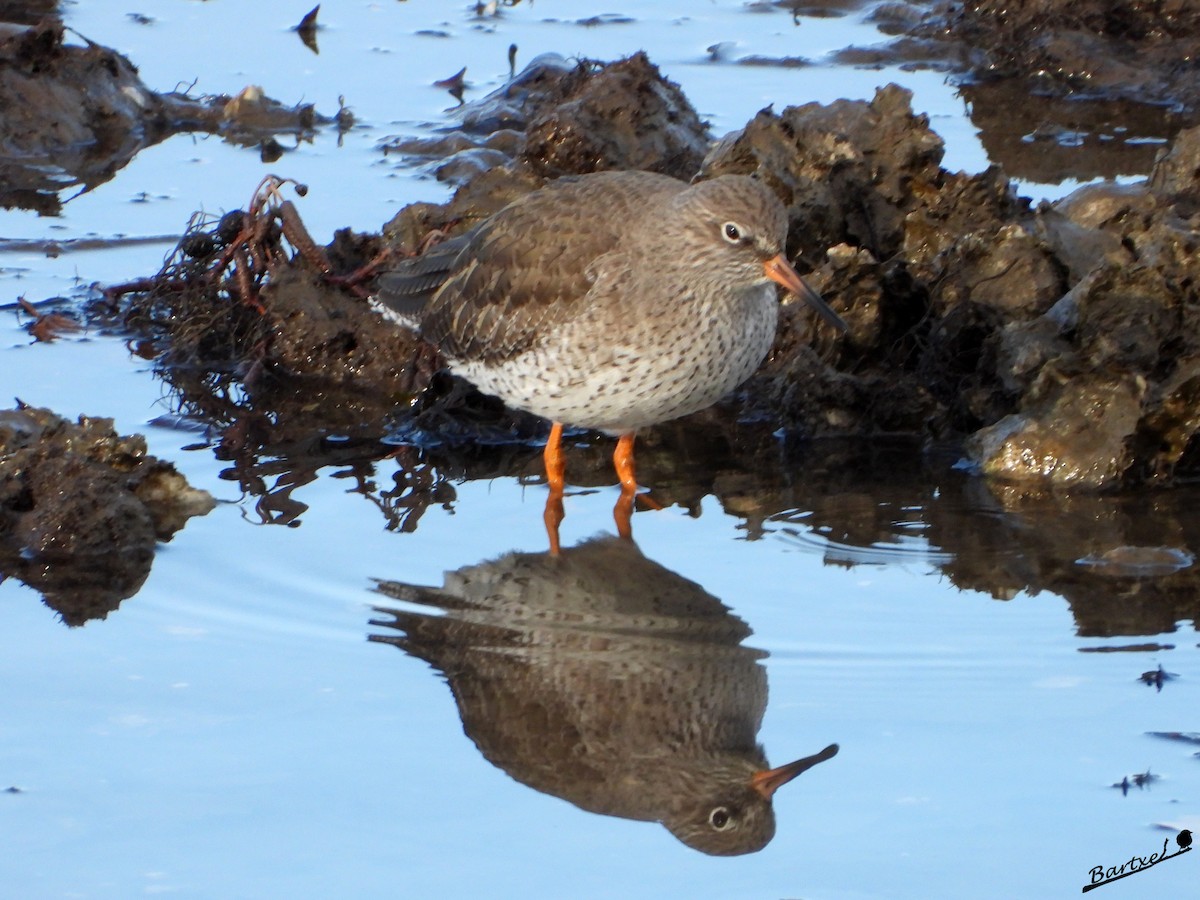 赤足鷸 - ML646842526