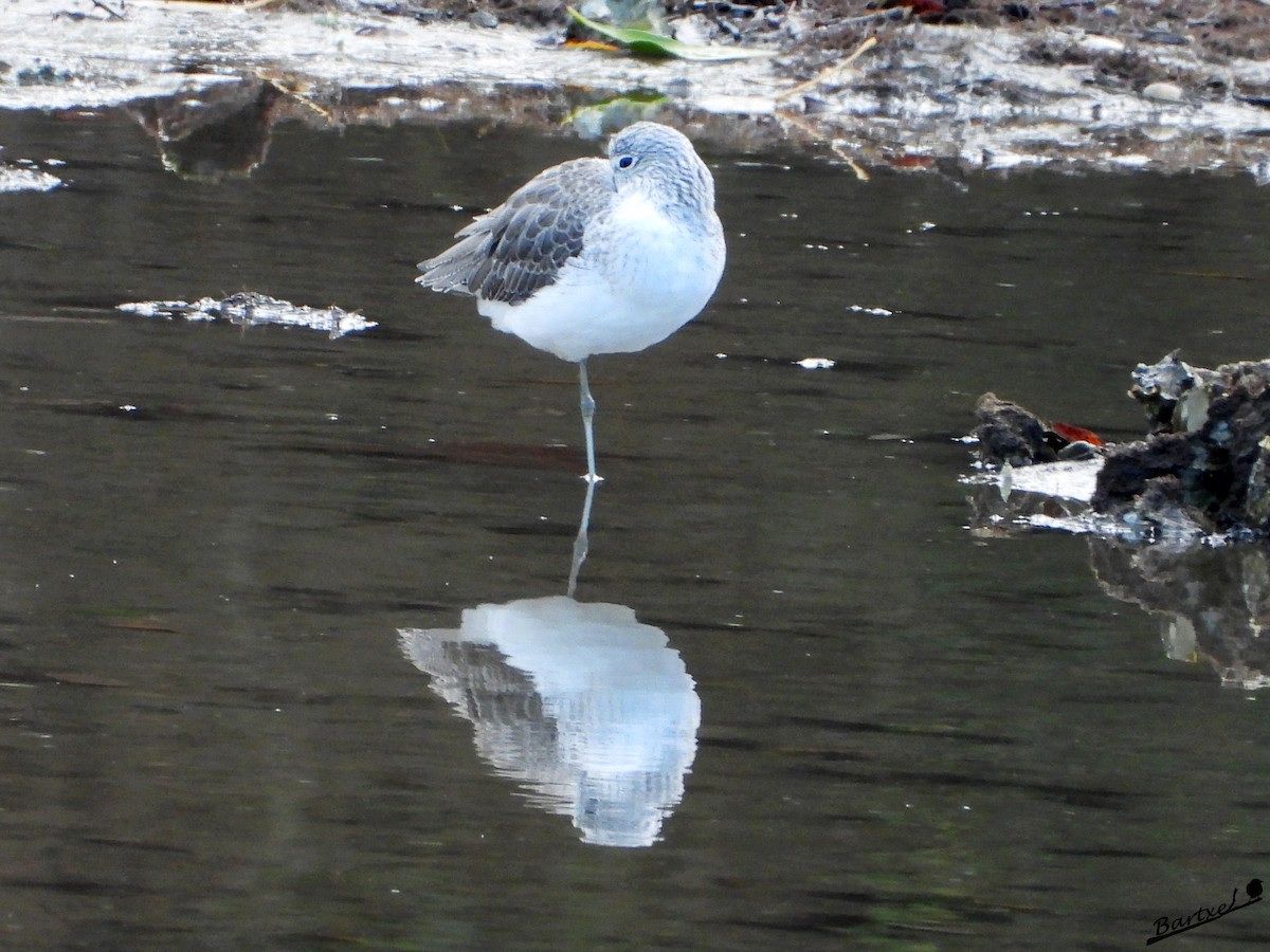 青足鷸 - ML646842540