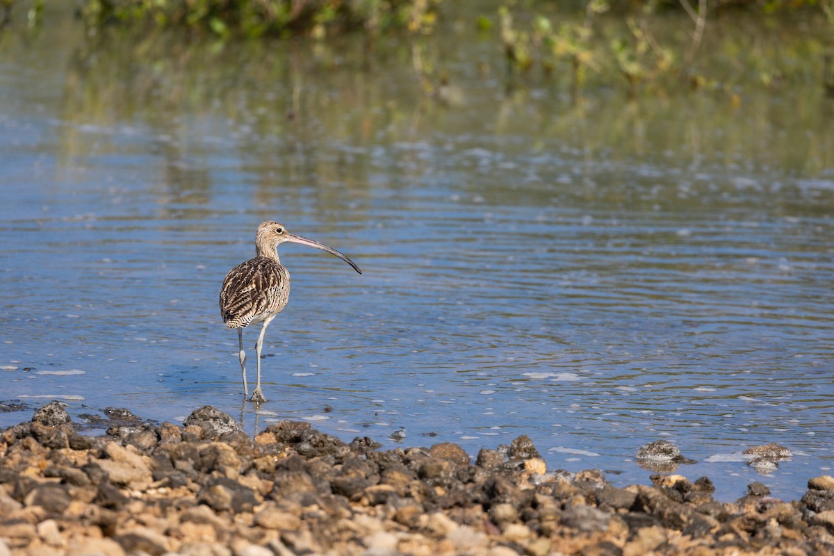 Kurlinta handia - ML646842542