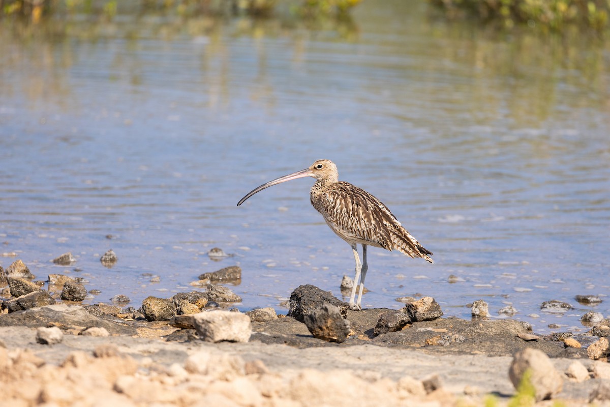 Kurlinta handia - ML646842543