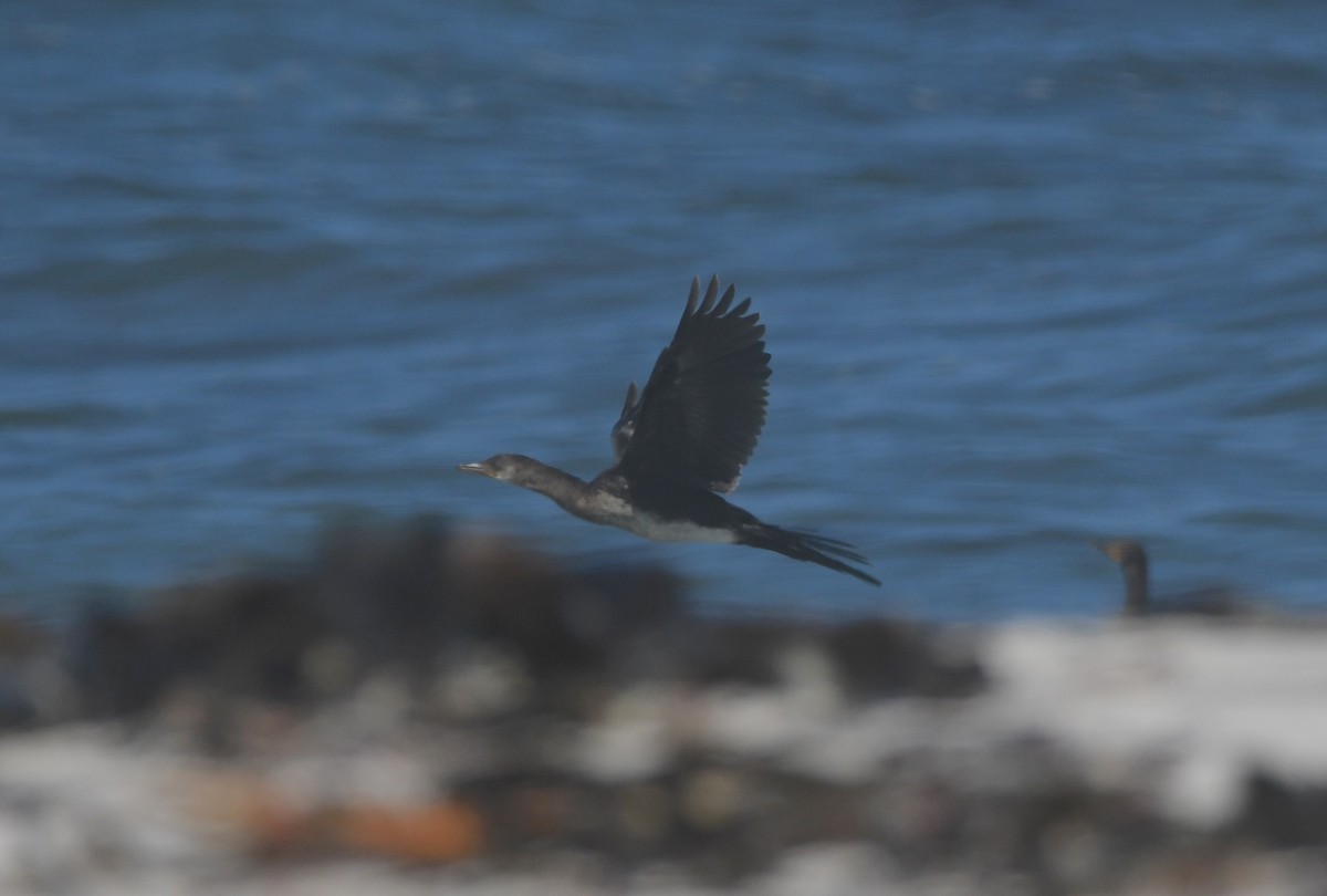 Reed Cormorant - ML646842545