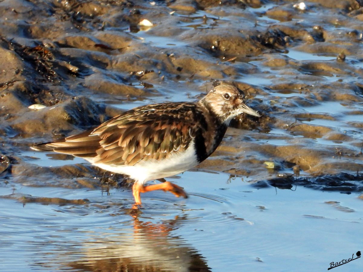 翻石鷸 - ML646842546