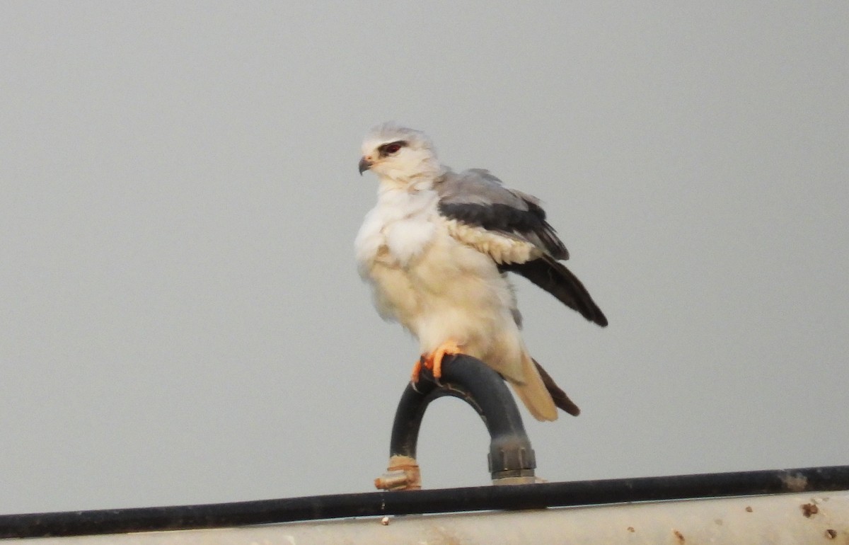 Elanio Común - ML646842547