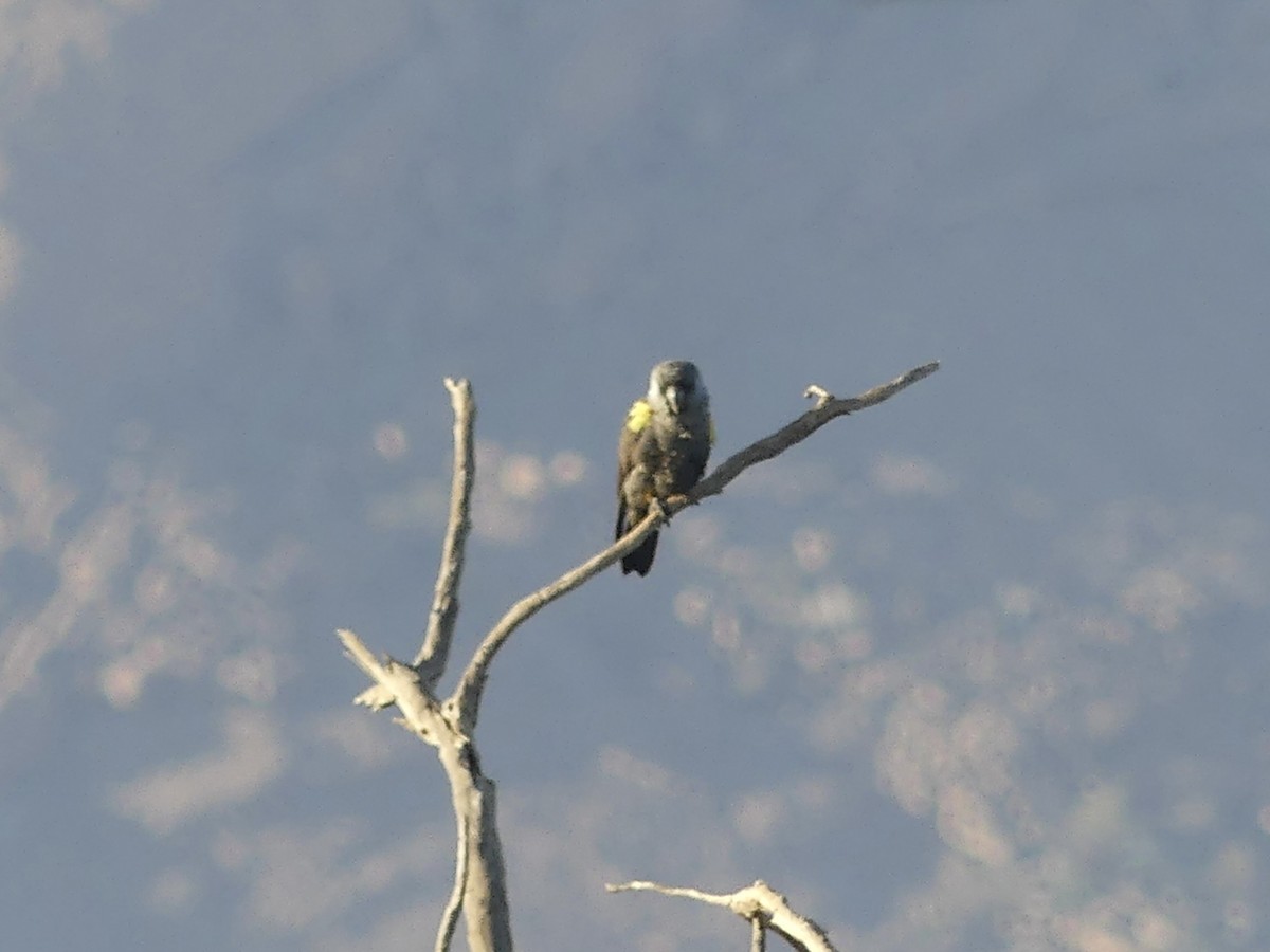 Желтоногий попугай - ML646842548