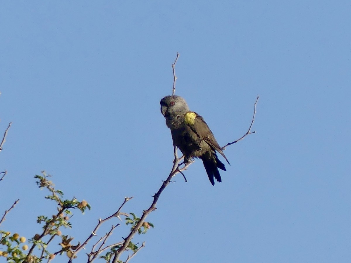 Желтоногий попугай - ML646842549