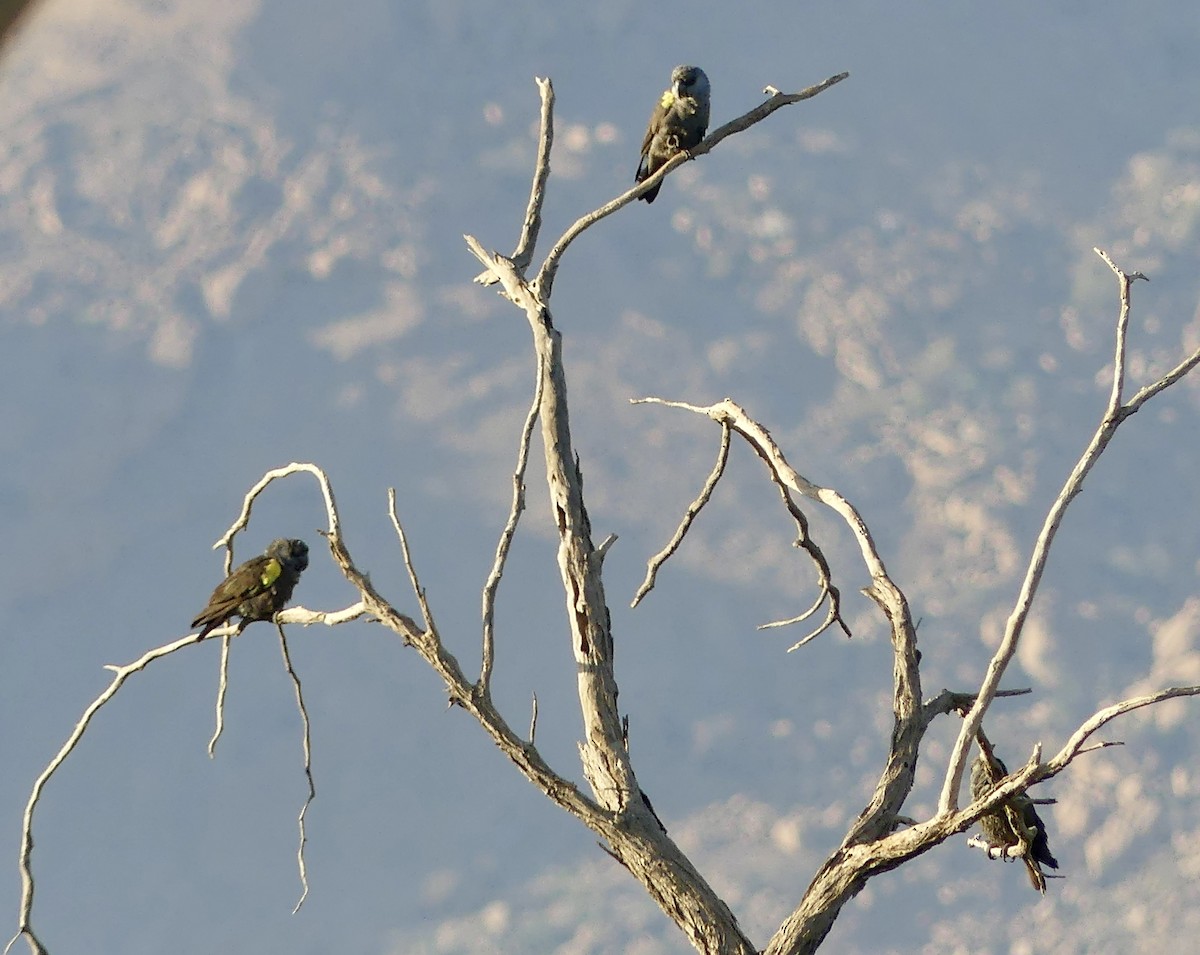 Желтоногий попугай - ML646842550