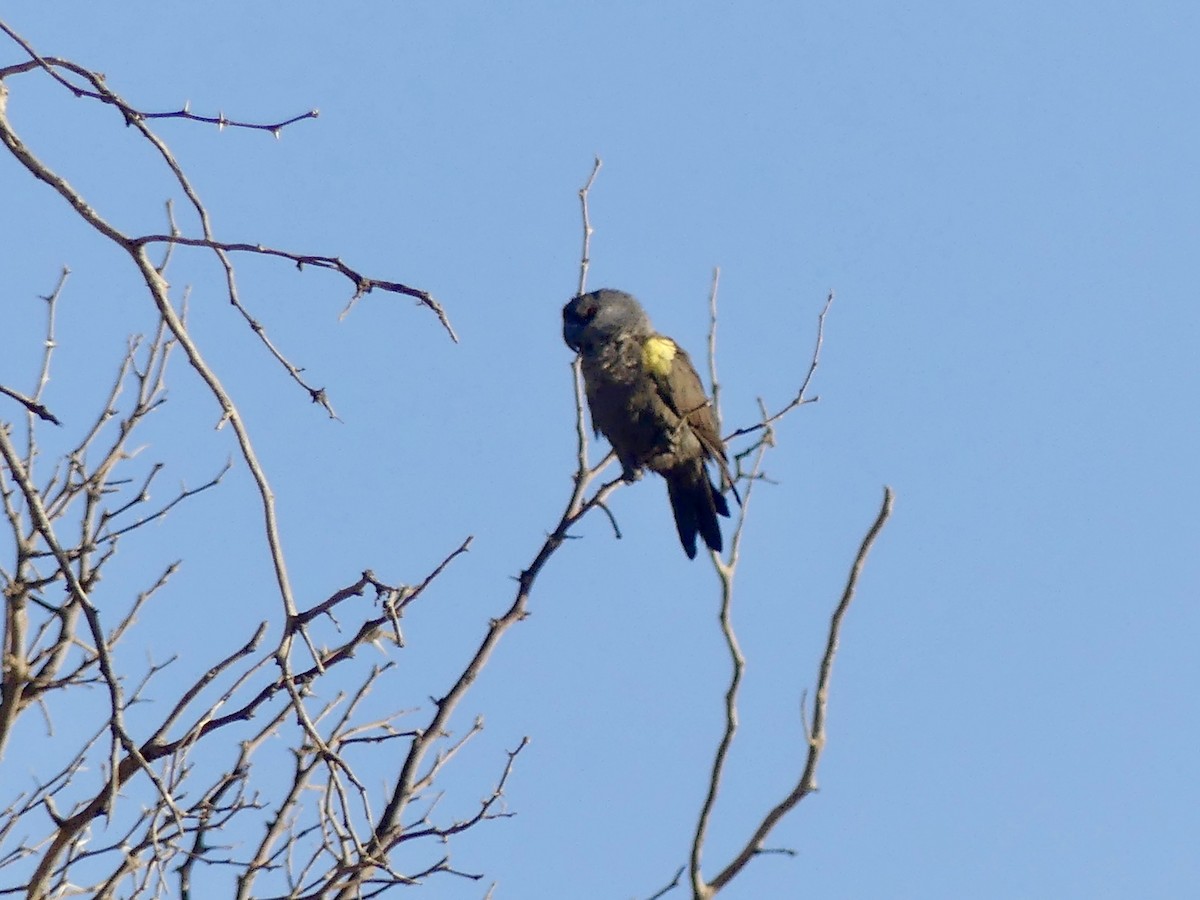 Желтоногий попугай - ML646842551