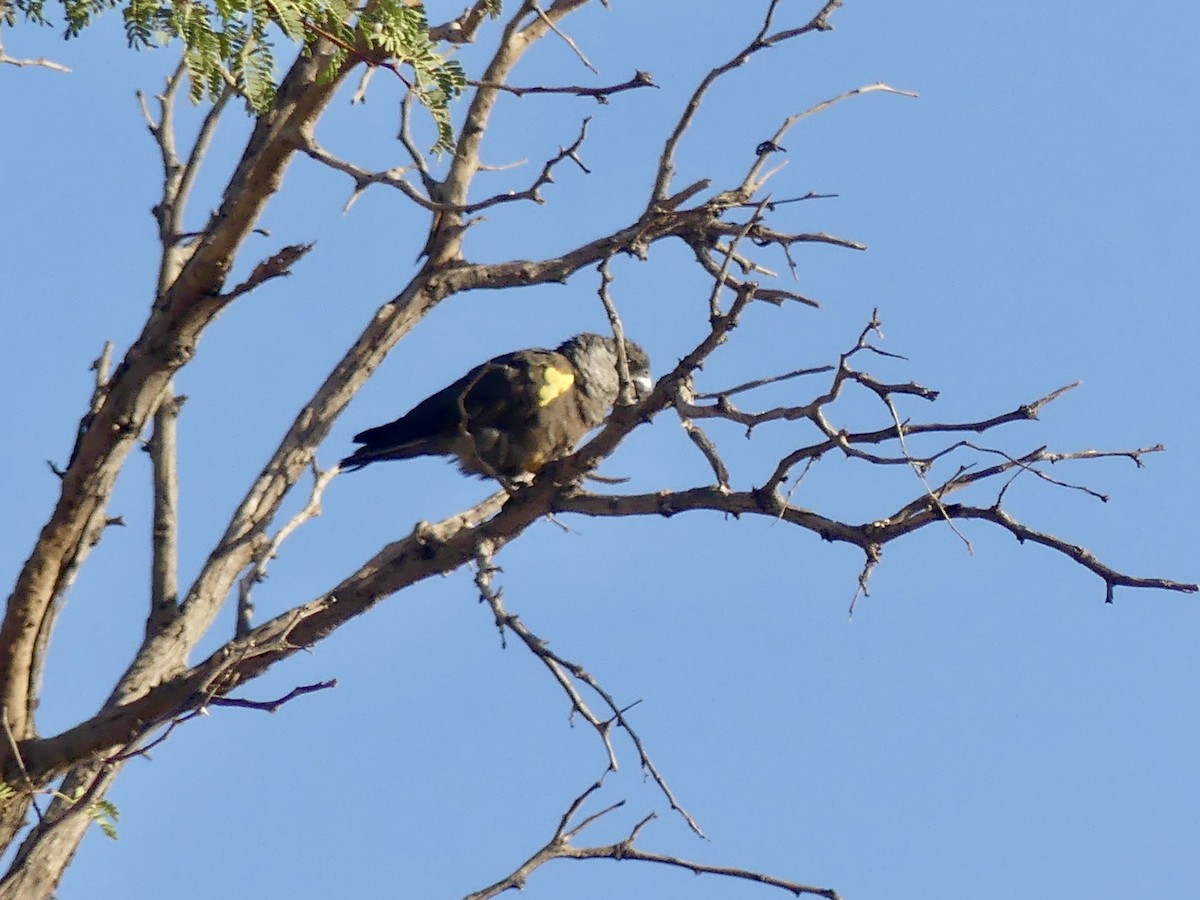 Желтоногий попугай - ML646842552