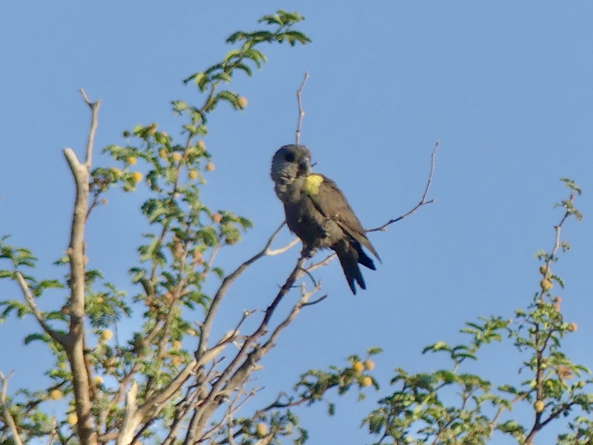 Желтоногий попугай - ML646842553