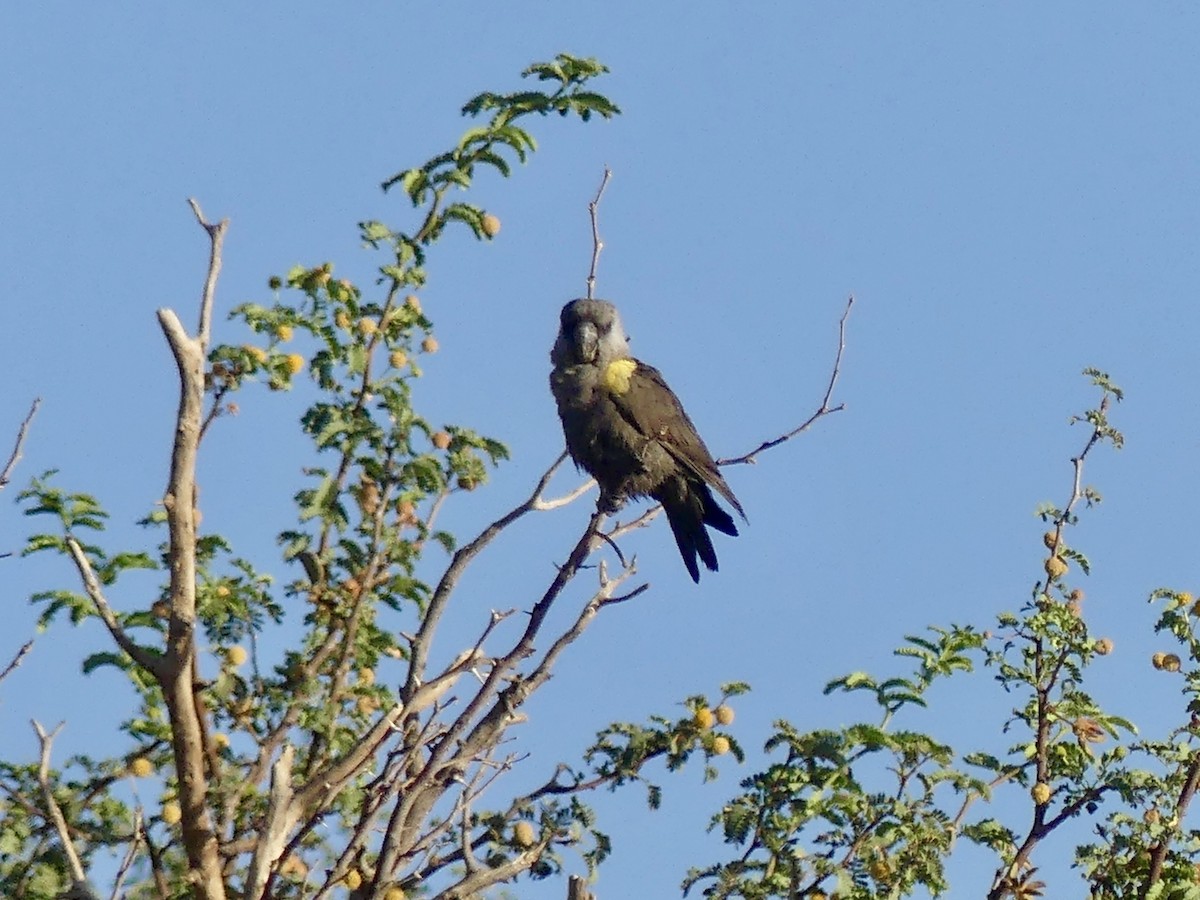 Желтоногий попугай - ML646842554