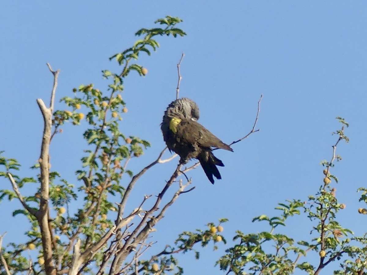 Желтоногий попугай - ML646842555