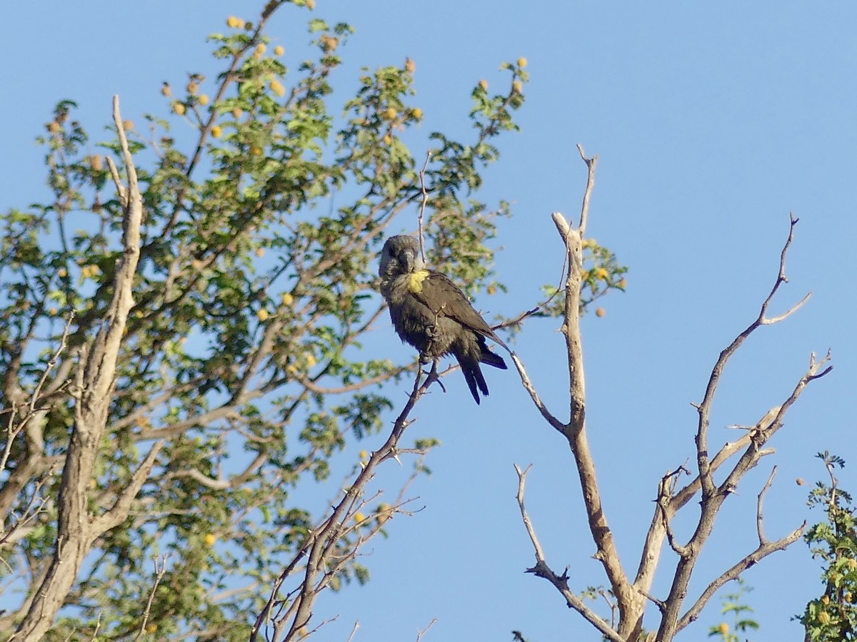 Желтоногий попугай - ML646842556