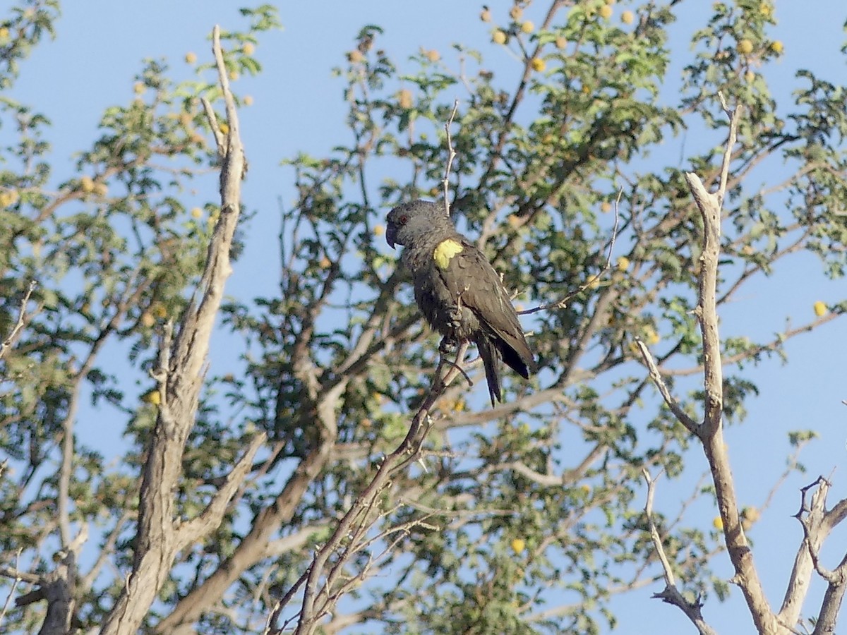 Желтоногий попугай - ML646842557