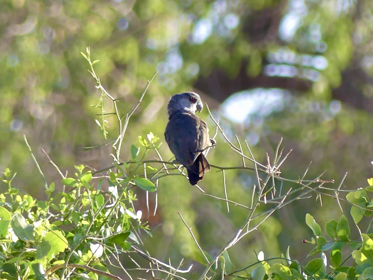Желтоногий попугай - ML646842558