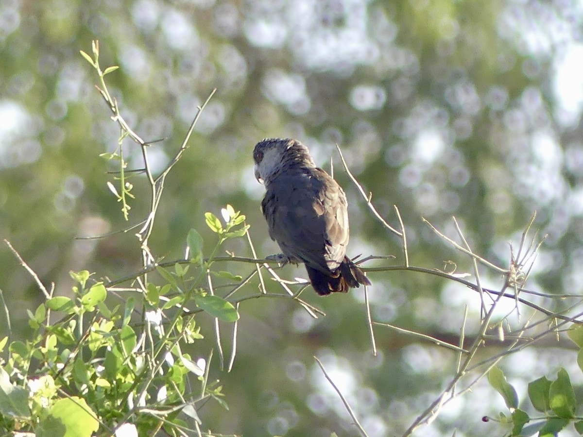 Желтоногий попугай - ML646842559