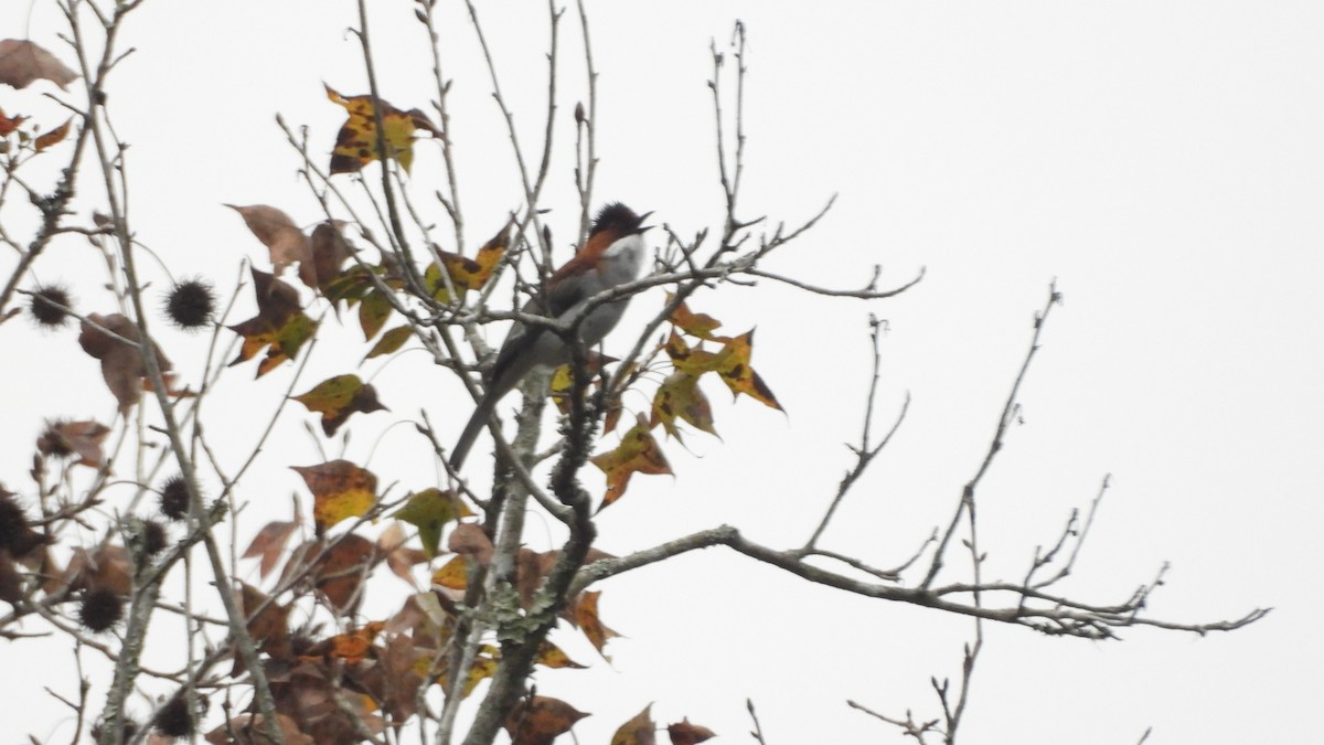 Chestnut Bulbul - ML646842561