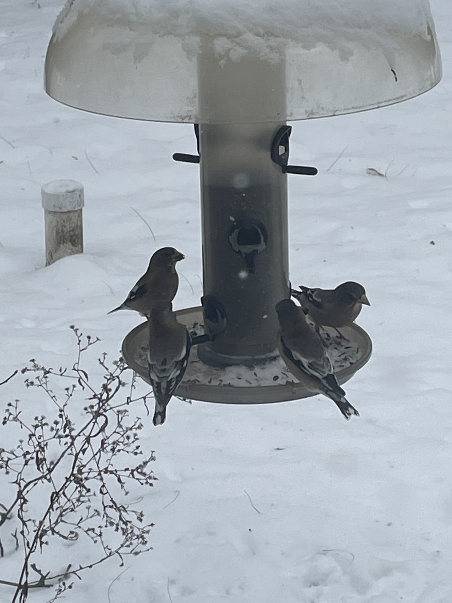 Evening Grosbeak - ML646842563