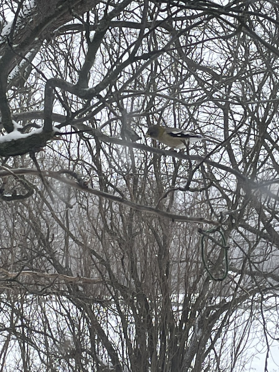 Evening Grosbeak - ML646842564