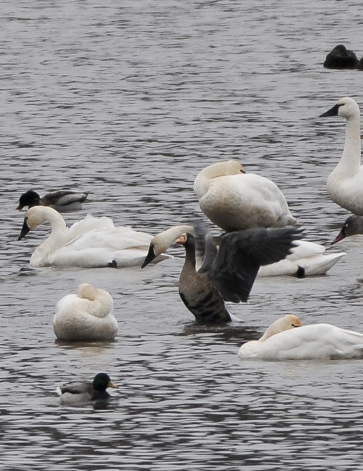 Greater White-fronted Goose - ML646842565