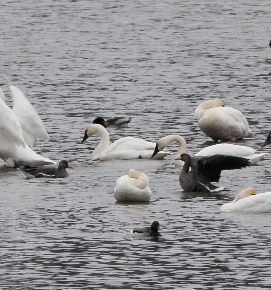Greater White-fronted Goose - ML646842566