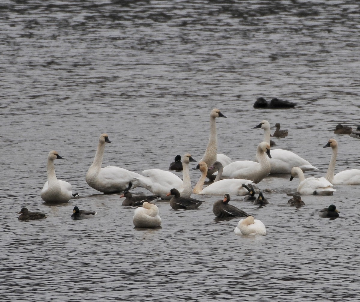 Greater White-fronted Goose - ML646842567