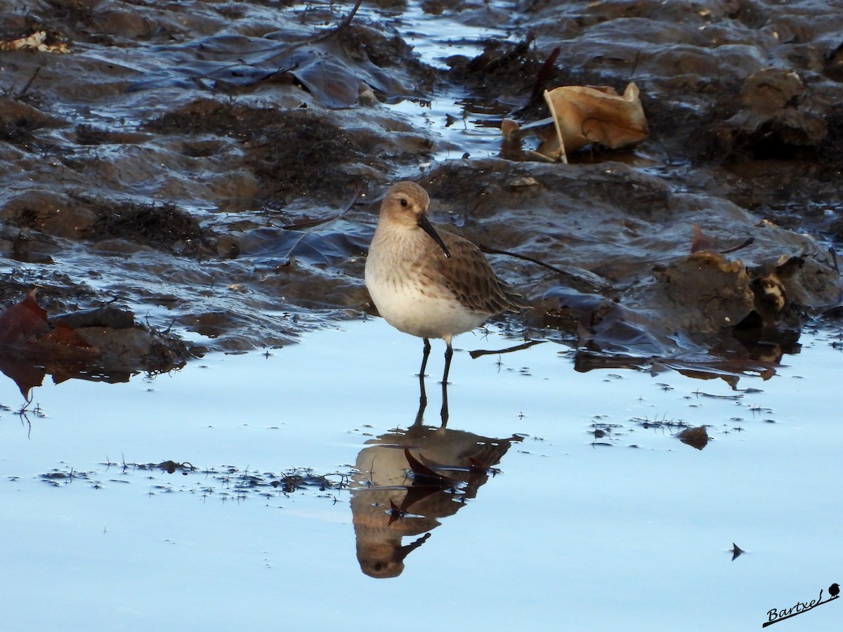 黑腹濱鷸 - ML646842572
