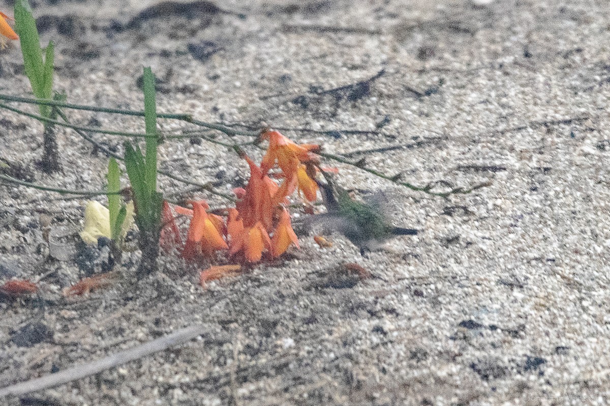 Red-billed Emerald - ML646842573