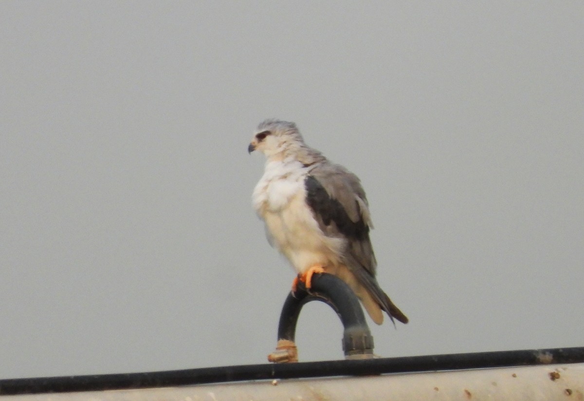 Elanio Común - ML646842575